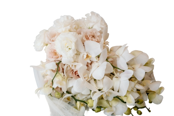 Orchid