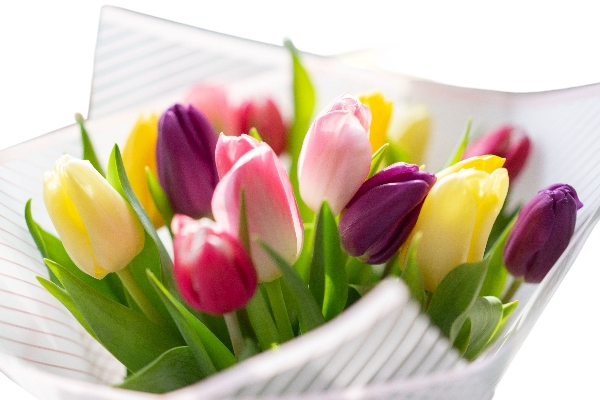 Rainbow Tulips